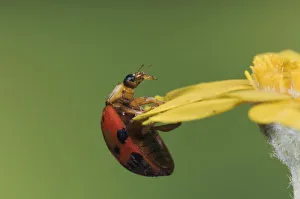 Images Dated 13th April 2005: Ladybug Beetle, Coccinellidae, adult on flower, Uvalde County, Hill Country, Texas, USA