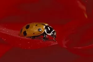 Images Dated 20th February 2004: Ladybug Beetle. (Hippodamia convergens)