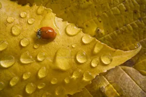 Lady Bug Prints: Ladybug on fall-colored