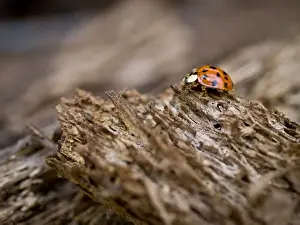 Lady Bug Prints: Ladybug on old wood, Apalachicola Bluffs and Ravines Preserve, near Apalachicola River