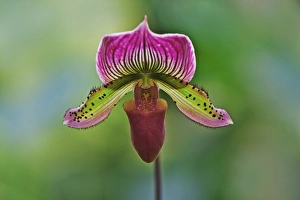 Paphiopedilum Prints: Ladyslipper Orchid, Paphiopedilum spp