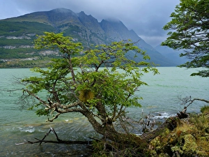 Subantarctic Prints: Lago Acigami with lenga beech trees