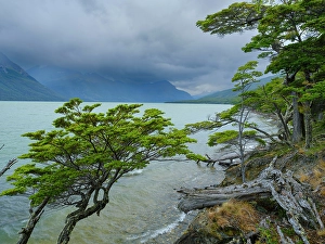 Subantarctic Prints: Lago Acigami with lenga beech trees