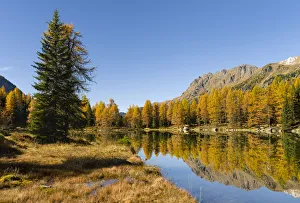 Larix Prints: Lago San Pellegrino (Lech de San Pelegrin) during fall at Passo San Pellegrino in