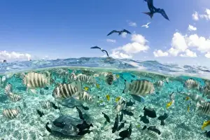 Snorkeling Prints: Lagoon safari trip featuring Stingrays (Himantura fai)
