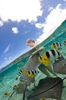 Butter Fly Fish Prints: Lagoon safari trip to snorkel, stingrays (Himantura fai), small blacktip sharks