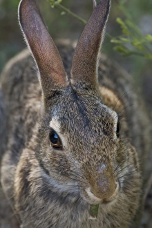 Animal Hair Prints: Laguna Atascosa National Wildlife Refuge, Rio Hondo Island, Texas, USA, North America