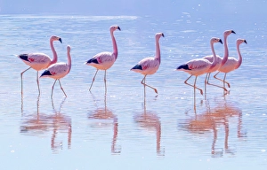 Bolivia Prints: Laguna Colorada, Bolivia. Portrait of flock or stand of flamingo friends grazing for brine shrimp in the salty water