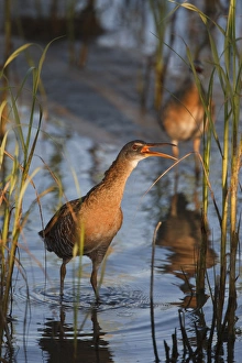 Safety Prints: Laguna Madre bay, South Padre Island, Texas, USA, Clapper Rail (Rallus longirostris)