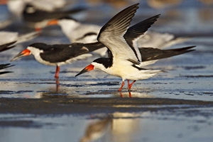 Tern Prints: Laguna Madre (bay), Texas, USA, spring, Black Skimmer (Rhynchops niger) adults stretching