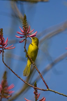 Birding Prints: Laguna Madre Nature Trail, South Padre Island