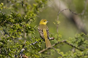 Images Dated 20th April 2009: Laguna Madre Nature Trail, South Padre Island