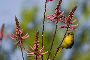 Images Dated 21st April 2009: Laguna Madre Nature Trail, South Padre Island