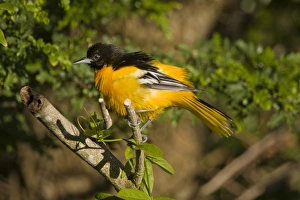 Laguna Madre Nature Trail, South Padre Island, Texas, North America, USA. Baltimore Oriole