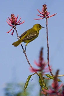 Images Dated 21st April 2009: Laguna Madre Nature Trail, South Padre Island, Texas, USA. Orchard Oriole, Icterus spurius