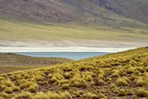 Antofagasta Prints: Laguna Miscanti, San Pedro de Atacama, Antofagasta Region, Chile