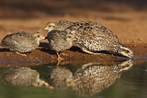 Laguna Seca Ranch, Hidalgo Co. Texas, USA, Northern Bobwhite (Colinus virginianus) quail