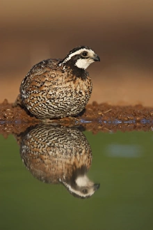 Thirst Prints: Laguna Seca Ranch, Hidalgo Co. Texas, USA, Northern Bobwhite (Colinus virginianus) quail