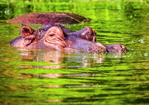 Images Dated 3rd June 2024: Lake Albert, Uganda, Africa. Close-up portrait of hippopotamus inspecting the area around the lake
