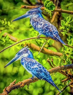 Lake Albert, Uganda, Africa. Portrait of two belted kingfishers in a tree next to the lake hunting for fish