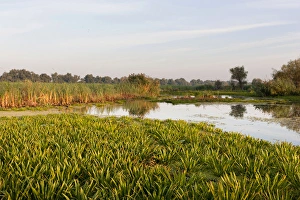 Biosphere Reserve Prints: Lake with aquatic plants in the Danube Delta, romania