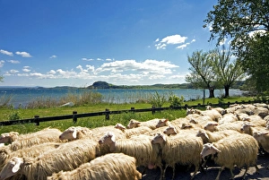 Latium Prints: Lake of Bolsena, View from San Magno area, Viterbo, Latium, Italy