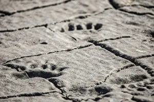 Prints of Lake Clark National Park and Preserve, Cook Inlet, Kenai Peninsula, Alaska, animal, footprints, mudflat Images Dated 2020 March: Lake Clark National Park and Preserve, Cook Inlet, Kenai Peninsula, Alaska, animal
