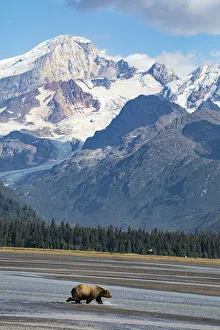 Images Dated 30th March 2020: Lake Clark National Park and Preserve, Cook Inlet, Kenai Peninsula, Alaska, brown bear