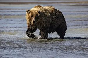 Prints of Lake Clark National Park and Preserve, Alaska, wilderness, bears, low tide, splashes, water, paw Images Dated 2020 March: Lake Clark National Park and Preserve, Alaska, wilderness, bears, low tide, splashes