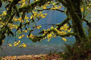 Images Dated 24th October 2010: Lake Crescent, Olympic National Park, Washington, USA