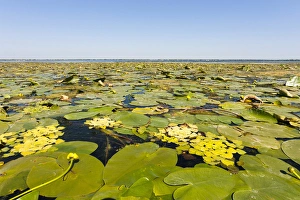 Images Dated 22nd July 2006: Lake in the Danube Delta, romania. Big willows, alder and ash trees from a riparian