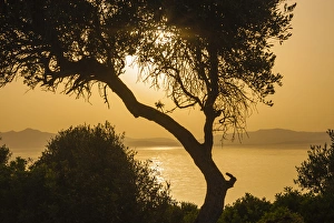 Images Dated 21st June 2010: Lake Ichkeul, National Park of Ichkeul, Bizerte province, Tunisia, North Africa, Africa