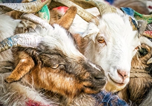 Images Dated 3rd June 2024: Lake, Ladakh, India. Close-up portrait of two goats tied together being milked by herders near the lake