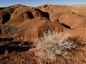 Las Vegas Prints: Lake Mead Recreation Area, Nevada, near Las Vegas; Mojave Desert