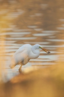 Images Dated 9th December 2011: Lake Murray. San Diego, California. A Great Egret and catch caught through