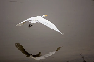 Images Dated 24th February 2012: Lake Murray, San Diego, California. Reflection and soaring with a Great Egret