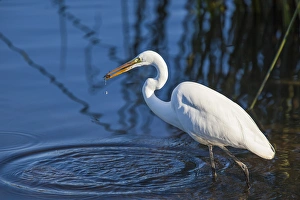 Images Dated 9th December 2011: Lake Murray, San Diego, California. Wading Great Egret with Crayfish Catch