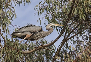 Lake Murray. San Diego, California. Male Great Blue Heron on the edge of the nest