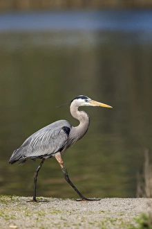 Images Dated 18th March 2011: Lake Murray. San Diego, California. Male Great Blue Heron Strolling the shoreline