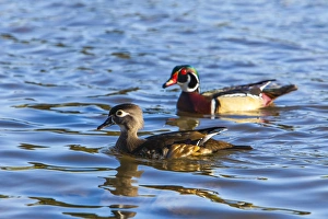 Lake Murray San Diego - Wood Duck Pair Cruising