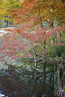 Images Dated 5th August 2021: Lake reflections, Peaks Of Otter, Blue Ridge Parkway, Smoky Mountains, USA