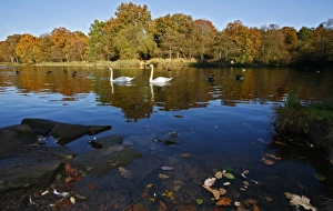 Beech Prints: Lake with Swans and Ducks, Forest of Dean, UK