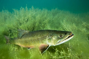 Emerald Lake Prints: Lake Trout Portrait, Emerald Lake, Montana
