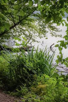 Anna Miller Prints: Lakes edge, Whitewater Memorial State Park, Indiana, USA