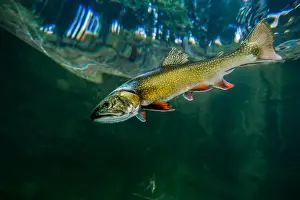 Images Dated 14th August 2011: Laketrout swimming near surface of Emerald Lake in Montana