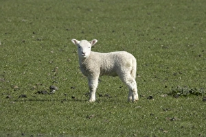 Renew Prints: Lamb, near Dunedin, Otago, South Island, New Zealand