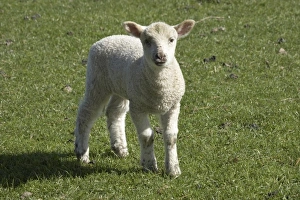 Images Dated 5th October 2009: Lamb, near Dunedin, Otago, South Island, New Zealand