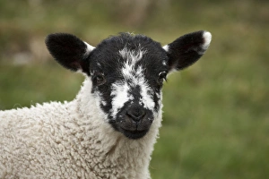 Images Dated 15th May 2010: Lamb near Malham, Yorkshire Dales, North Yorkshire, England, United Kingdom