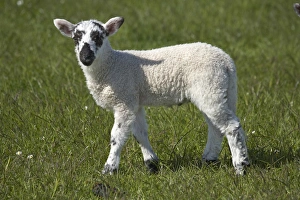 Lamb Prints: Lamb, Northumberland, England, United Kingdom