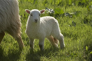 Lamb Prints: Lamb, Wales, United kingdom